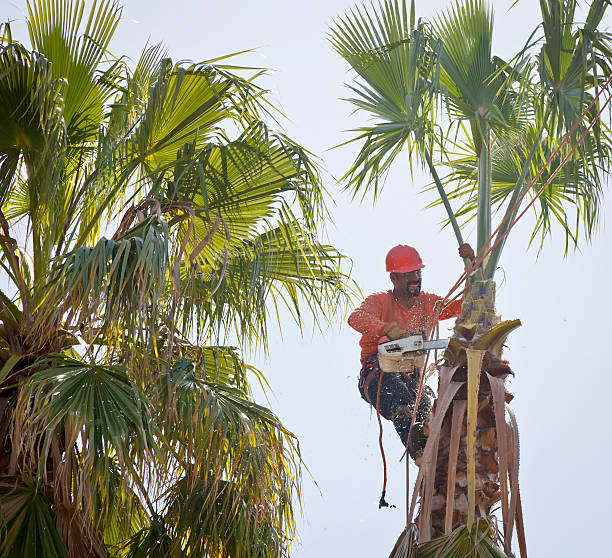 Campbell, CA Tree Services Company