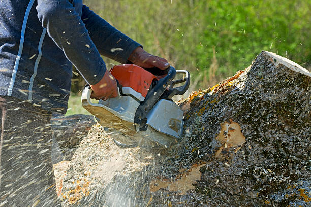 Best Seasonal Cleanup (Spring/Fall)  in Mpbell, CA